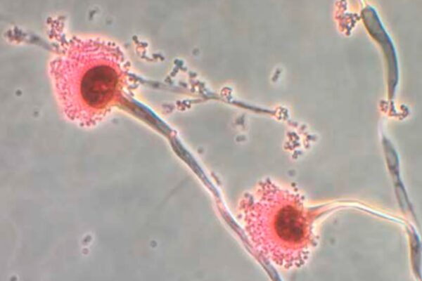 Гъбички Aspergillus