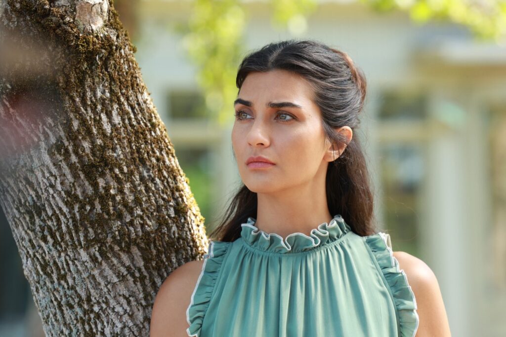 Zeytin Agaci 3 3