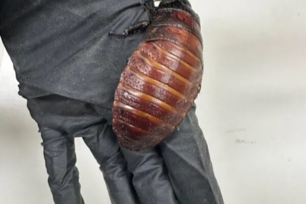 Мадагаскарски съскащи хлебарки